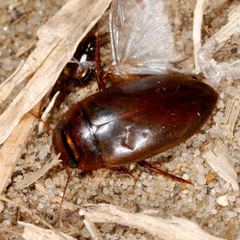 Liopterus haemorrhoidalis