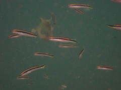 Trachinops taeniatus