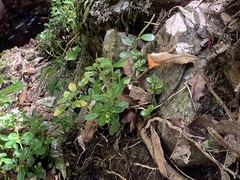 Peperomia urvilleana