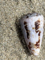 Conus anemone
