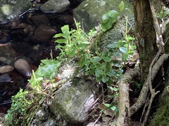 Peperomia urvilleana
