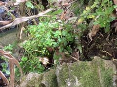 Peperomia urvilleana