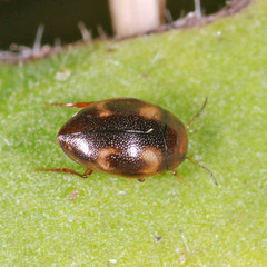 Clemnius decoratus