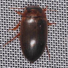 Liopterus haemorrhoidalis