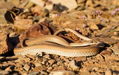 Psammophis schokari
