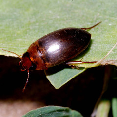 Liopterus haemorrhoidalis