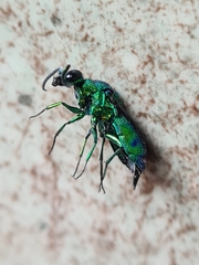 Chrysis lincea
