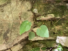 Piper excelsum excelsum