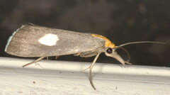 Episindris albimaculalis