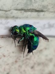 Chrysis lincea