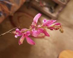 Indigofera tinctoria