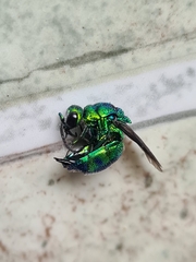 Chrysis lincea