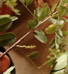 Indigofera tinctoria