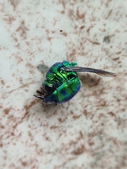 Chrysis lincea