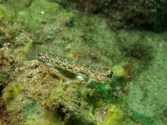 Istigobius hoesei