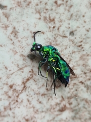 Chrysis lincea