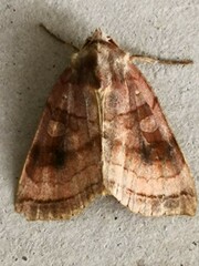 Xestia dilatata