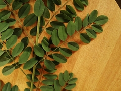 Indigofera tinctoria