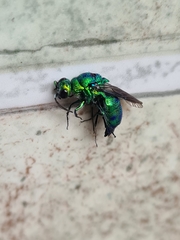 Chrysis lincea