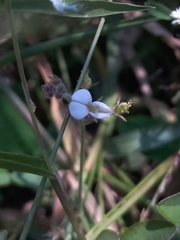 Desmodium scorpiurus