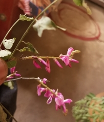 Indigofera tinctoria