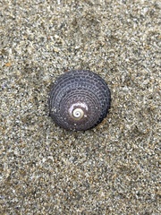 Chlorodiloma adelaidae