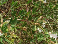 Lotus australis