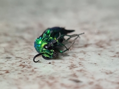 Chrysis lincea