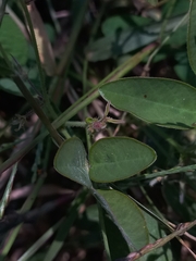 Desmodium scorpiurus