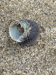 Chlorodiloma adelaidae