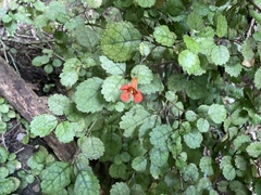 Rhabdothamnus solandri