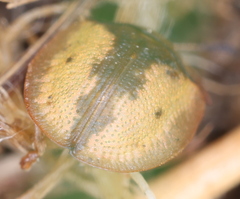 Cassida vibex