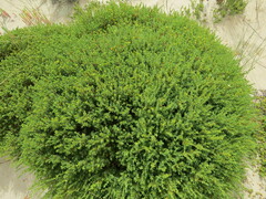Pimelea serpyllifolia
