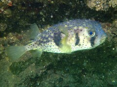 Dicotylichthys punctulatus