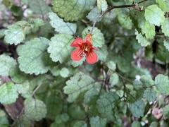 Rhabdothamnus solandri