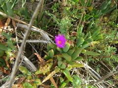 Carpobrotus rossii