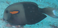 Acanthurus olivaceus