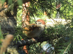 Passer montanus saturatus