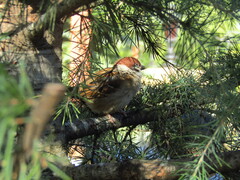 Passer montanus saturatus