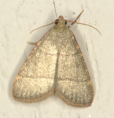 Hypsopygia nostralis
