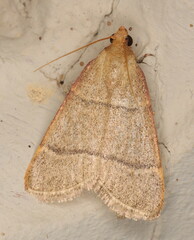 Hypsopygia nostralis