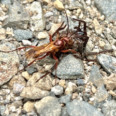 Sphictostethus nitidus