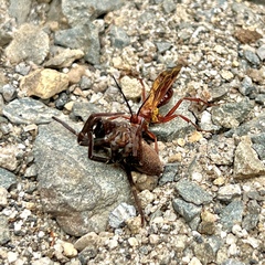 Sphictostethus nitidus