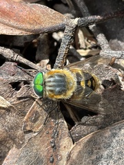 Scaptia