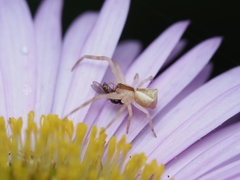 Sidymella trapezia