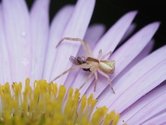 Sidymella trapezia
