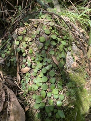 Pyrrosia