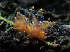 Eubranchus