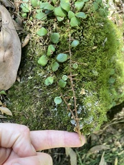Pyrrosia