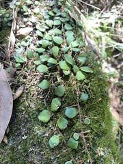 Pyrrosia